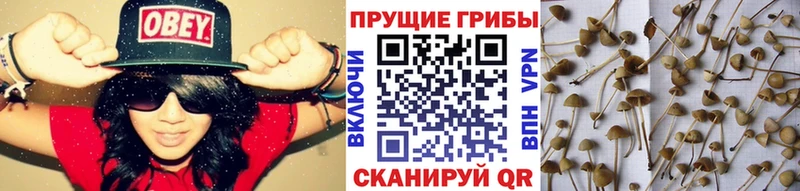 Псилоцибиновые грибы Psilocybine cubensis Теберда